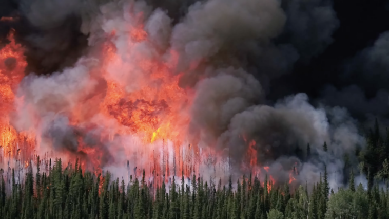 A wildfire happening in a forest